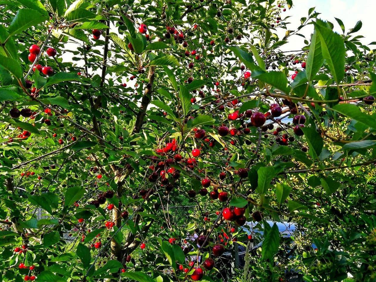 Paradise Garden Szarajevó Kültér fotó